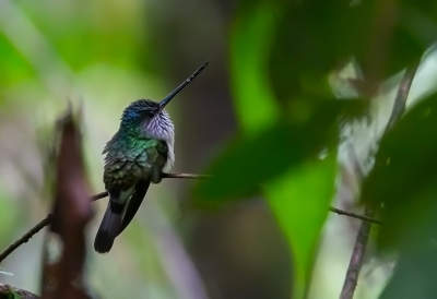 <i class='fa fa-user'></i> charlysax |   Tandsnavelkolibrie  <i class='fa fa-eye'> 142</i>  <i class='fa fa-thumbs-up'> 2</i>   <i class='fa fa-comment-o'> 5</i>