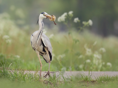 <i class='fa fa-user'></i> thijsglastra |   Blauwe Reiger  <i class='fa fa-eye'> 914</i>  <i class='fa fa-thumbs-up'> 46</i>   <i class='fa fa-comment-o'> 22</i>