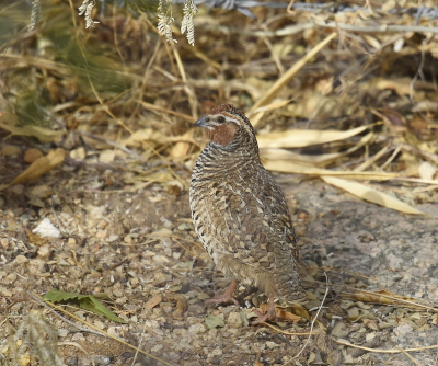 <i class='fa fa-user'></i> Gerard Visser |   Madrasdwergpatrijs  <i class='fa fa-eye'> 183</i>  <i class='fa fa-thumbs-up'> 3</i>   <i class='fa fa-comment-o'> 5</i>