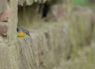 Grote Gele Kwikjes zijn meestal te vinden bij stromend water. Beekjes, riviertjes etc. Zijn er steile wanden, muren, bruggetjes in de buurt dan willen ze wel eens graag daar hun nest in maken.

Hier ging alvast eentje op verkenning, ik zag haar de spleet invliegen en hoopte toen dat ze daarna ff haar kop uitstak. Focus op de spot, hebbes!!!.

Uit de hand, onder camouflagenet.