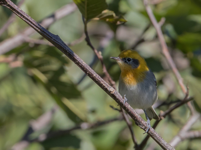 <i class='fa fa-user'></i> Paul van Giersbergen |   Oranjekopzanger  <i class='fa fa-eye'> 104</i>   <i class='fa fa-comment-o'> 0</i>