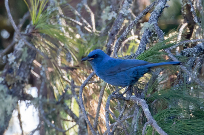 <i class='fa fa-user'></i> Paul van Giersbergen |   Leiblauwe Gaai  <i class='fa fa-eye'> 127</i>   <i class='fa fa-comment-o'> 2</i>