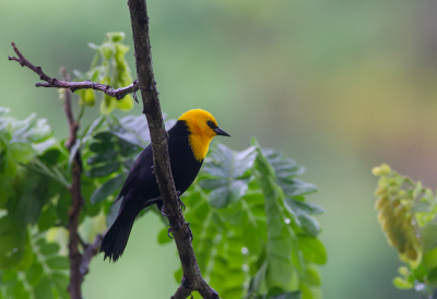 <i class='fa fa-user'></i> charlysax |   Geelkaptroepiaal  <i class='fa fa-eye'> 120</i>  <i class='fa fa-thumbs-up'> 3</i>   <i class='fa fa-comment-o'> 1</i>