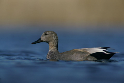 Winderige dag eenden bijna de gehele dag in het riet na lang wachten kwam deze krakeend te voorschijn.