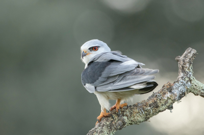 <i class='fa fa-user'></i> BerryBekkering |   Grijze Wouw  <i class='fa fa-eye'> 495</i>  <i class='fa fa-thumbs-up'> 22</i>   <i class='fa fa-comment-o'> 10</i>