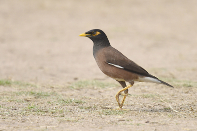 <i class='fa fa-user'></i> Gerard Visser |   Treurmaina  <i class='fa fa-eye'> 198</i>  <i class='fa fa-thumbs-up'> 3</i>   <i class='fa fa-comment-o'> 6</i>