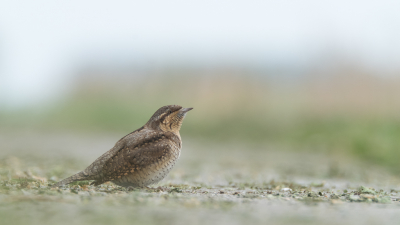 <i class='fa fa-user'></i> Gert-Jan Cromwijk |   Draaihals  <i class='fa fa-eye'> 351</i>  <i class='fa fa-thumbs-up'> 5</i>   <i class='fa fa-comment-o'> 9</i>