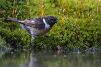 Op droge dagen levert een beetje geduld aan waterplassen veelal leuke resultaten op.