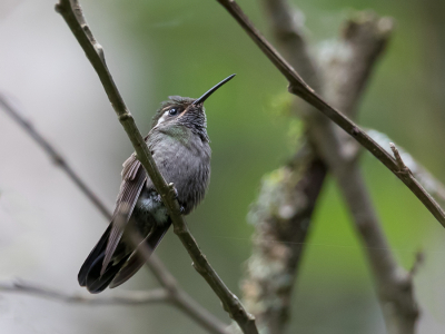 <i class='fa fa-user'></i> Paul van Giersbergen |   Groene Juweelkolibrie  <i class='fa fa-eye'> 110</i>   <i class='fa fa-comment-o'> 0</i>