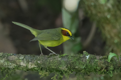 <i class='fa fa-user'></i> Paul van Giersbergen |   Goudbrauwzanger  <i class='fa fa-eye'> 152</i>  <i class='fa fa-thumbs-up'> 5</i>   <i class='fa fa-comment-o'> 9</i>