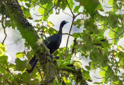 <i class='fa fa-user'></i> charlysax |   Lelgoean  <i class='fa fa-eye'> 145</i>   <i class='fa fa-comment-o'> 5</i>