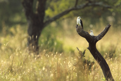 <i class='fa fa-user'></i> Martjan Lammertink |   Witte Specht  <i class='fa fa-eye'> 287</i>  <i class='fa fa-thumbs-up'> 8</i>   <i class='fa fa-comment-o'> 10</i>