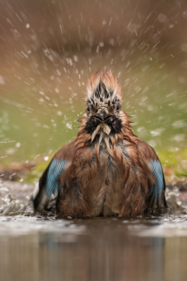 De gaai zal zich aan het wassen de schudbeweging leverde dit beeld op.