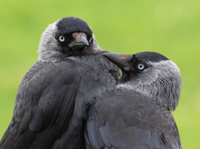 <i class='fa fa-user'></i> natura-pulchra |   Kauw  <i class='fa fa-eye'> 265</i>  <i class='fa fa-thumbs-up'> 7</i>   <i class='fa fa-comment-o'> 5</i>