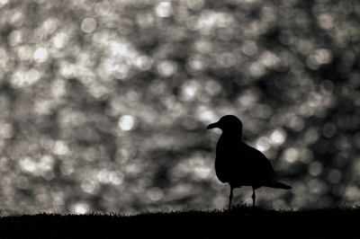 Een Kleine Mantelmeeuw aan het water, de glinstering op het water creert het bokeh effect wat na flink onderbelichten in de nabewerking goed zichtbaar word.