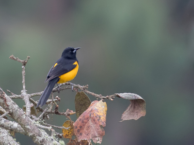 <i class='fa fa-user'></i> Paul van Giersbergen |   Waglers Troepiaal  <i class='fa fa-eye'> 163</i>  <i class='fa fa-thumbs-up'> 8</i>   <i class='fa fa-comment-o'> 4</i>