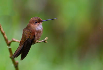 <i class='fa fa-user'></i> charlysax |   Bronzen Incakolibrie  <i class='fa fa-eye'> 174</i>  <i class='fa fa-thumbs-up'> 8</i>   <i class='fa fa-comment-o'> 5</i>