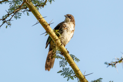 <i class='fa fa-user'></i> Louis56 |   Bonte Babbelaar  <i class='fa fa-eye'> 155</i>   <i class='fa fa-comment-o'> 2</i>