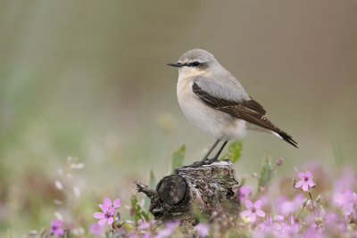 <i class='fa fa-user'></i> Gejo Wassink |   Tapuit  <i class='fa fa-eye'> 507</i>  <i class='fa fa-thumbs-up'> 23</i>   <i class='fa fa-comment-o'> 16</i>