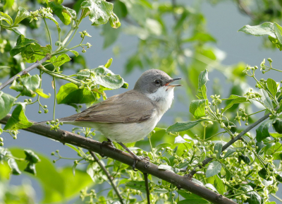 <i class='fa fa-user'></i> loek van de Leur |   Braamsluiper  <i class='fa fa-eye'> 332</i>  <i class='fa fa-thumbs-up'> 8</i>   <i class='fa fa-comment-o'> 6</i>