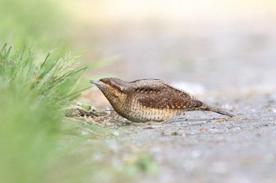 Wat mooi om deze vogel in levende lijve te mogen observeren.
Hij liet zich af en toe zien om o.a. wat mieren te verorberen.
Wat een prachtige tekening in het verenkleed van deze draaihals.