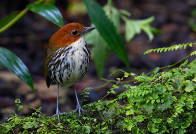 <i class='fa fa-user'></i> charlysax |   Roestkapmierpitta  <i class='fa fa-eye'> 151</i>  <i class='fa fa-thumbs-up'> 5</i>   <i class='fa fa-comment-o'> 2</i>