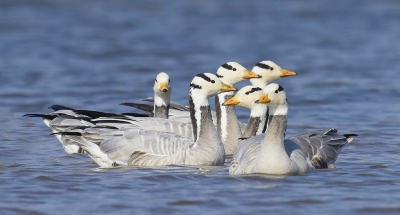 <i class='fa fa-user'></i> Gerard Visser |   Indische Gans  <i class='fa fa-eye'> 346</i>  <i class='fa fa-thumbs-up'> 23</i>   <i class='fa fa-comment-o'> 14</i>