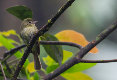 <i class='fa fa-user'></i> charlysax |   Groene Breedbektiran  <i class='fa fa-eye'> 111</i>  <i class='fa fa-thumbs-up'> 2</i>   <i class='fa fa-comment-o'> 2</i>