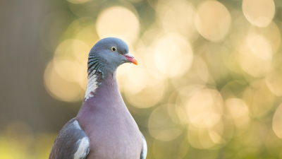 Deze houtduif kwam even mooi poseren in het zachte ochtendlicht