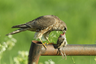 Mijn eerste ontmoeting met een smelleken. Dat hij bezig was een jonge grutto op te peuzelen temperde de vreugde wel een beetje. Bij nader inzien en met dank aan Thijs is de prooi een juveniele kievit.