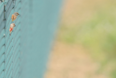 <i class='fa fa-user'></i> loek van de Leur |   Kneu  <i class='fa fa-eye'> 362</i>  <i class='fa fa-thumbs-up'> 14</i>   <i class='fa fa-comment-o'> 16</i>