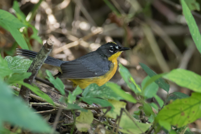 <i class='fa fa-user'></i> Paul van Giersbergen |   Waaierzanger  <i class='fa fa-eye'> 124</i>   <i class='fa fa-comment-o'> 1</i>