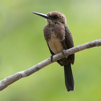 <i class='fa fa-user'></i> charlysax |   Bruinkeelglansvogel  <i class='fa fa-eye'> 146</i>  <i class='fa fa-thumbs-up'> 3</i>   <i class='fa fa-comment-o'> 4</i>