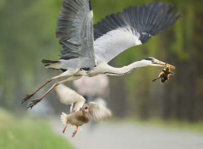 De laatste foto die ik wil laten zien uit de serie van de Blauwe reiger die twee Wilde eenden kuikens naar binnen werkte. Nadat de moedereend de aanval had ingezet koos de Blauwe reiger het hazenpad. Voor het tweede kuiken was het echter ook te laat. In de snavel van de reiger maakte het eendje zijn eerste en laatste vlucht en verdween niet veel later in de bek van de reiger. De moedereend had nog 6 jongen over, hopelijk redden daar de meeste het van tot volwassen eend! De fietser in de achtergrond fietste niet veel later rustig voorbij en had niets meegekregen van het hele schouwspel. 

Groeten, Thijs