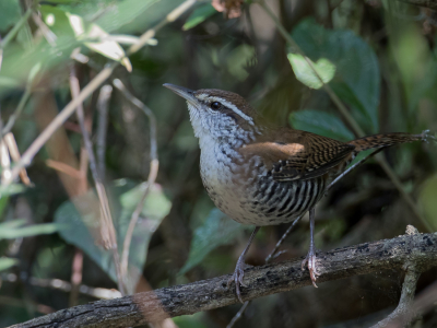 <i class='fa fa-user'></i> Paul van Giersbergen |   Acaciawinterkoning  <i class='fa fa-eye'> 138</i>  <i class='fa fa-thumbs-up'> 1</i>   <i class='fa fa-comment-o'> 0</i>