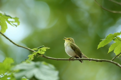 <i class='fa fa-user'></i> Frank Kremer |   Fluiter  <i class='fa fa-eye'> 376</i>  <i class='fa fa-thumbs-up'> 14</i>   <i class='fa fa-comment-o'> 8</i>