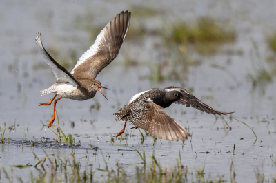 <i class='fa fa-user'></i> Peter Soer |   Zwarte Ruiter  <i class='fa fa-eye'> 389</i>  <i class='fa fa-thumbs-up'> 9</i>   <i class='fa fa-comment-o'> 7</i>