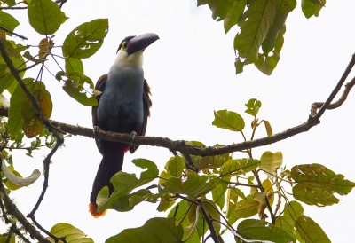 <i class='fa fa-user'></i> charlysax |   Witwangbergtoekan  <i class='fa fa-eye'> 117</i>   <i class='fa fa-comment-o'> 2</i>