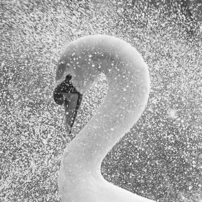 <i class='fa fa-user'></i> Richard Oud |   Knobbelzwaan  <i class='fa fa-eye'> 412</i>  <i class='fa fa-thumbs-up'> 20</i>   <i class='fa fa-comment-o'> 15</i>