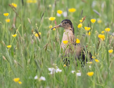 <i class='fa fa-user'></i> keesvanderklauw |   Kemphaan  <i class='fa fa-eye'> 276</i>  <i class='fa fa-thumbs-up'> 4</i>   <i class='fa fa-comment-o'> 8</i>