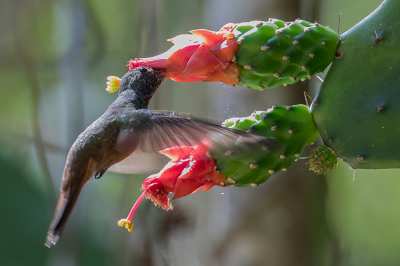 <i class='fa fa-user'></i> Paul van Giersbergen |   Yucatnamazilia  <i class='fa fa-eye'> 121</i>   <i class='fa fa-comment-o'> 0</i>