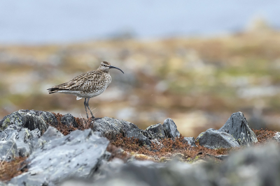 <i class='fa fa-user'></i> Bert Ooms |   Regenwulp  <i class='fa fa-eye'> 379</i>  <i class='fa fa-thumbs-up'> 15</i>   <i class='fa fa-comment-o'> 15</i>