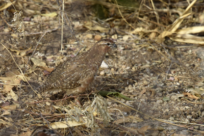 <i class='fa fa-user'></i> Gerard Visser |   Madrasdwergpatrijs  <i class='fa fa-eye'> 155</i>  <i class='fa fa-thumbs-up'> 4</i>   <i class='fa fa-comment-o'> 5</i>