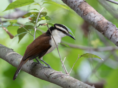 <i class='fa fa-user'></i> Paul van Giersbergen |   Reuzenwinterkoning  <i class='fa fa-eye'> 124</i>   <i class='fa fa-comment-o'> 0</i>