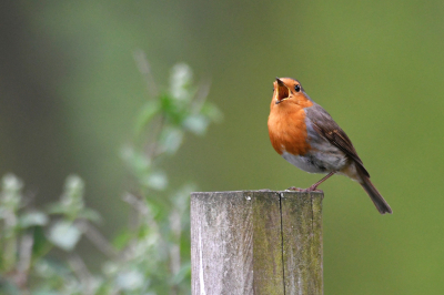 Zoals we hem zo vaak zien en vooral horen in de tuin,  laat in de middag