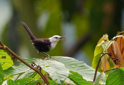 <i class='fa fa-user'></i> charlysax |   Witkopwinterkoning  <i class='fa fa-eye'> 140</i>  <i class='fa fa-thumbs-up'> 1</i>   <i class='fa fa-comment-o'> 4</i>