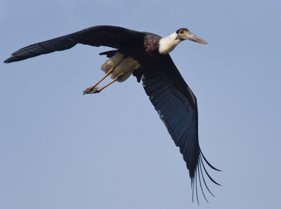 Speciaal voor Minke, Wijnand en Annie, die graag de hele vogel willen zien vliegen.
Deze foto is denk ik niet goed genoeg voor het VA.