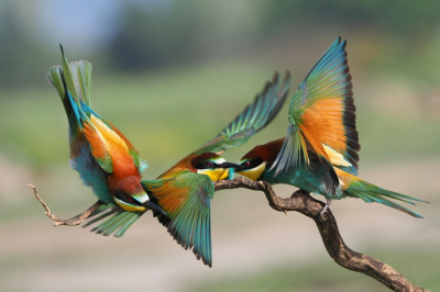 <i class='fa fa-user'></i> corvanspijk |   Bijeneter  <i class='fa fa-eye'> 347</i>  <i class='fa fa-thumbs-up'> 2</i>   <i class='fa fa-comment-o'> 1</i>