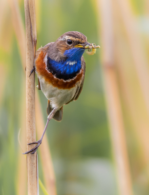 Ook al heb je ze nog zoveel gefotografeerd het blijft altijd weer mooi vooral die typische Blauwborst houding.