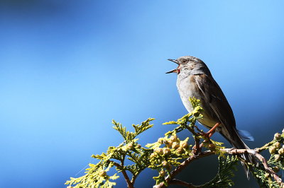 Onopvallend vogeltje wordt door de achtergrondkleur toch een beetje bijzonder. Mooi zacht licht half van voren waardoor het oogje en een deel van de snavel mooi wordt opgelicht